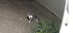 Found/Stray Unknown Cat last seen Volz Avenue, Hanover, IN 47243
