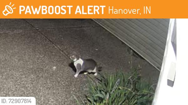 Found/Stray Unknown Cat last seen Volz Avenue, Hanover, IN 47243