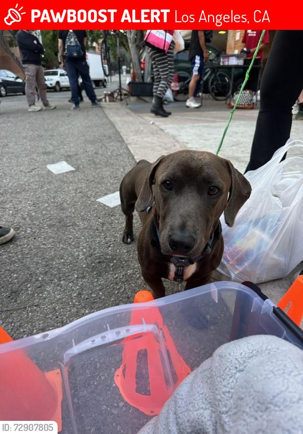 Lost Male Dog last seen between LasPalmas and Highland , Los Angeles, CA 90024