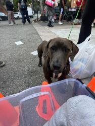 Lost Male Dog last seen between LasPalmas and Highland , Los Angeles, CA 90024