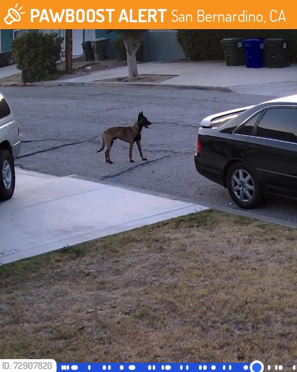 Found/Stray Unknown Dog last seen Arrowhead & 34th , San Bernardino, CA 92407