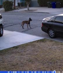 Found/Stray Unknown Dog last seen Arrowhead & 34th , San Bernardino, CA 92407