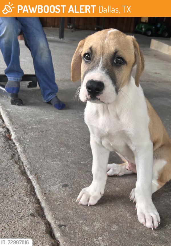Found/Stray Male Dog last seen Waterfall Way & Waterfall Pl, Dallas, TX 75240
