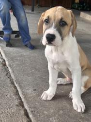 Found/Stray Male Dog last seen Waterfall Way & Waterfall Pl, Dallas, TX 75240