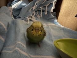 Found/Stray Male Bird last seen Guillford st near church behind green valley high school , Henderson, NV 89014