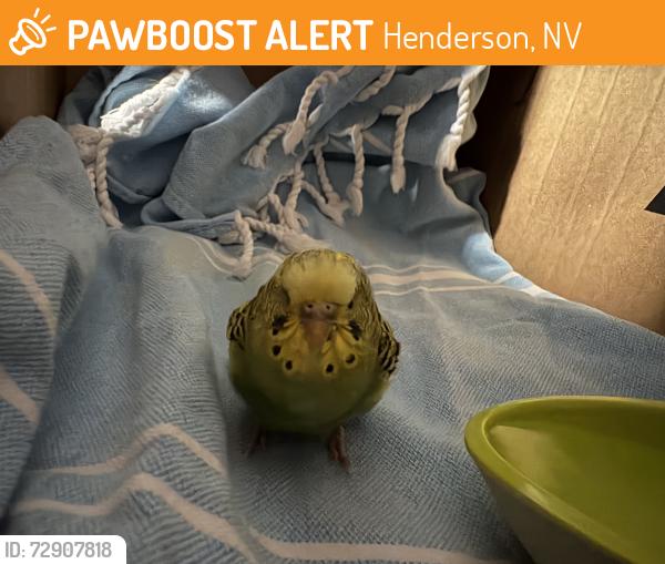 Found/Stray Male Bird last seen Guillford st near church behind green valley high school , Henderson, NV 89014
