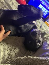 Lost Female Dog last seen Waterloo rd, Akron, OH 44314