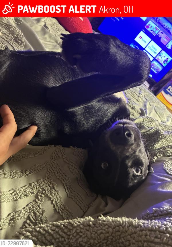 Lost Female Dog last seen Waterloo rd, Akron, OH 44314
