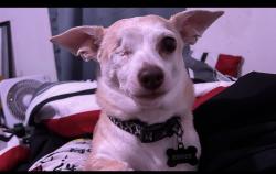 Reunited Male Dog last seen Near south victor st Aurora co , Aurora, CO 80014