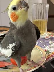 Lost Male Bird last seen Via Bajo Cerro & Via de Anza, Laguna Niguel, CA 92677