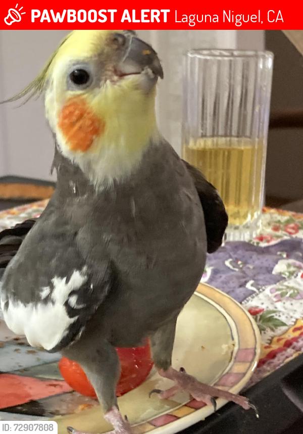 Lost Male Bird last seen Via Bajo Cerro & Via de Anza, Laguna Niguel, CA 92677