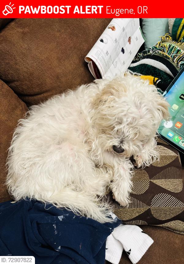 Lost Male Dog last seen Tyson @ Shenstone dr, Eugene, OR 97404