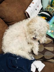 Lost Male Dog last seen Tyson @ Shenstone dr, Eugene, OR 97404