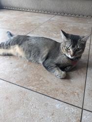 Lost Female Cat last seen Conestoga road, Apache Junction, AZ 85119