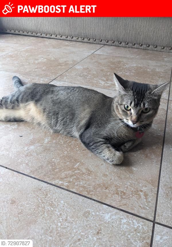 Lost Female Cat last seen Conestoga road, Apache Junction, AZ 85119