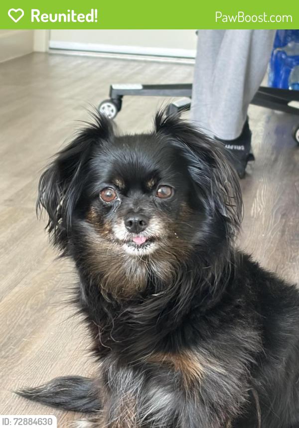 Reunited Female Dog last seen Broadway and central ave, Phoenix, AZ 85041