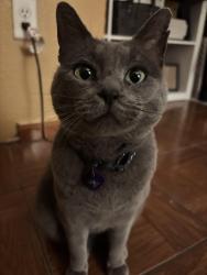 Lost Female Cat last seen Valle de Bravo and Antwerp , Horizon City, TX 79928