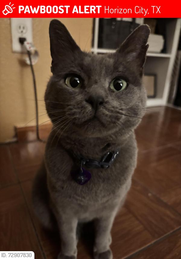 Lost Female Cat last seen Valle de Bravo and Antwerp , Horizon City, TX 79928