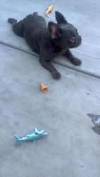 Found/Stray Unknown Dog last seen Mesa Dr and Broadway , Mesa, AZ 85210