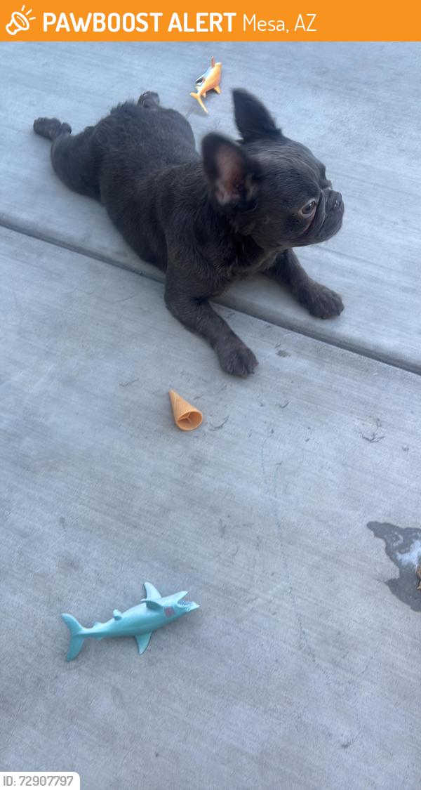 Found/Stray Unknown Dog last seen Mesa Dr and Broadway , Mesa, AZ 85210