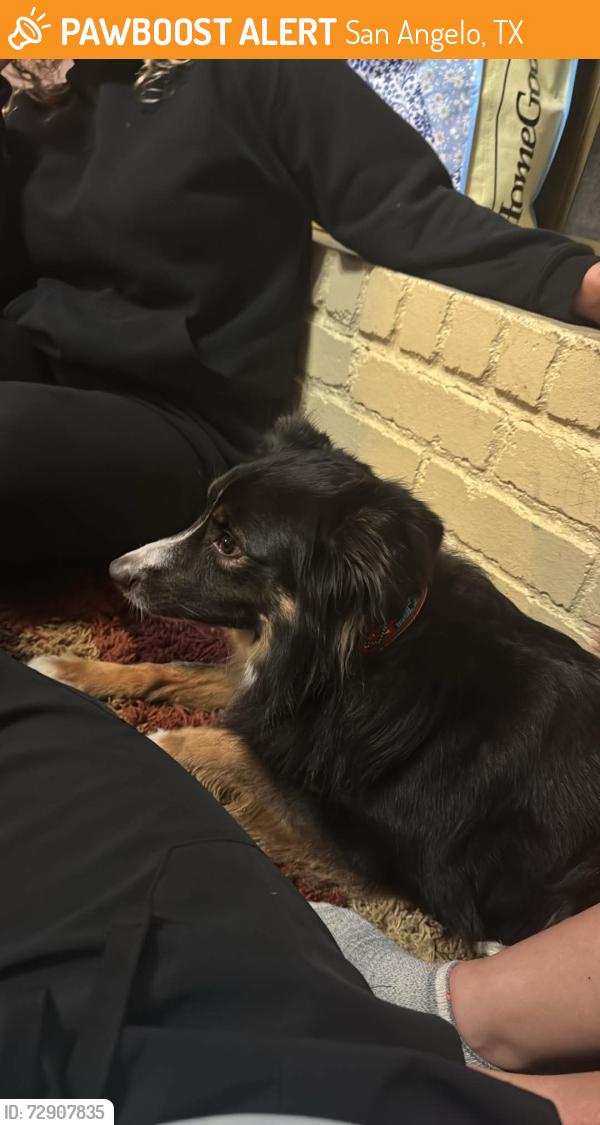 Found/Stray Female Dog last seen Meadow creek park , San Angelo, TX 76904