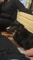Found/Stray Female Dog last seen Meadow creek park , San Angelo, TX 76904