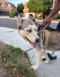 Reunited Female Dog last seen Spring St and Vahan Ct, Lancaster, CA 93536