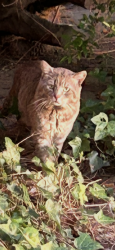 Found/Stray Unknown Cat last seen Harbor, West Bay, Ford Lot, Costa Mesa, CA 92627