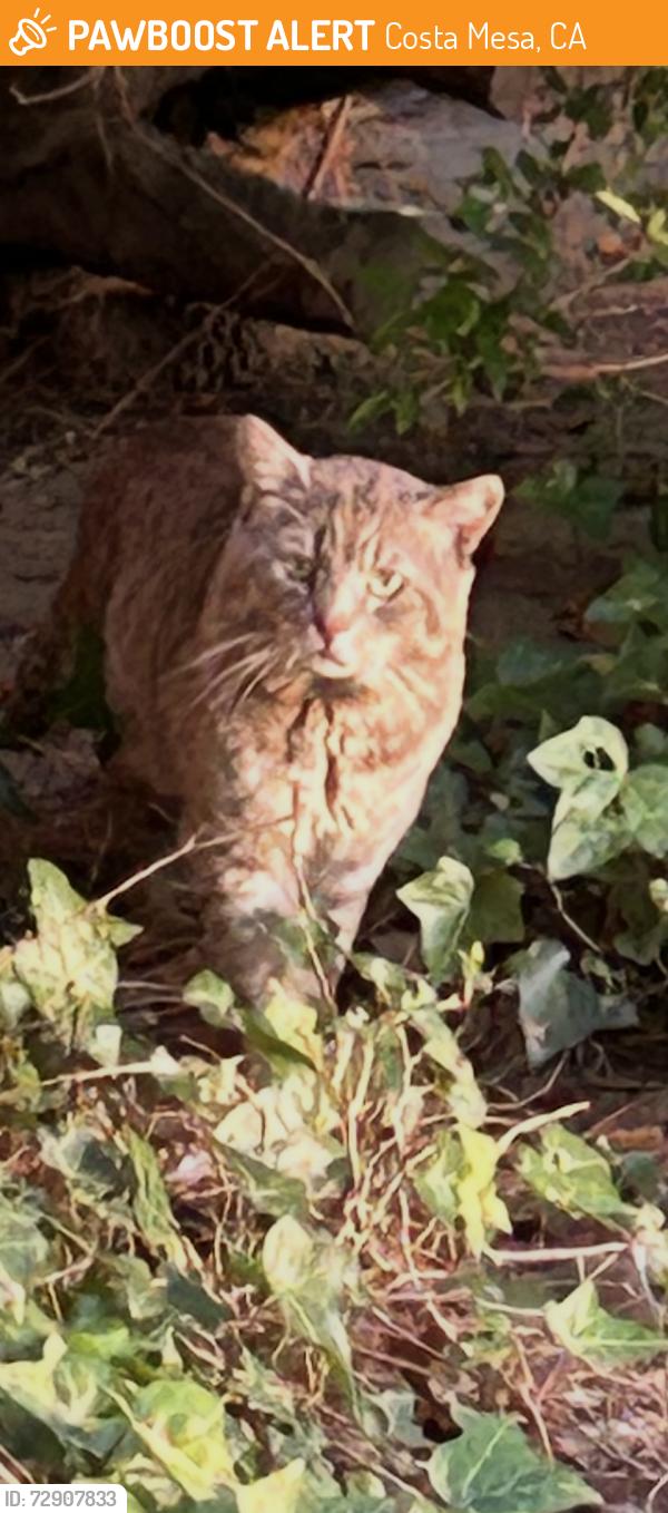 Found/Stray Unknown Cat last seen Harbor, West Bay, Ford Lot, Costa Mesa, CA 92627