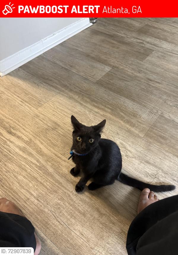Lost Male Cat last seen Glen Emerald Park, Atlanta, GA 30316