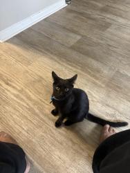 Lost Male Cat last seen Glen Emerald Park, Atlanta, GA 30316