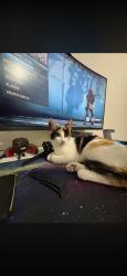 Lost Female Cat last seen Walmart, Ammon, ID 83406