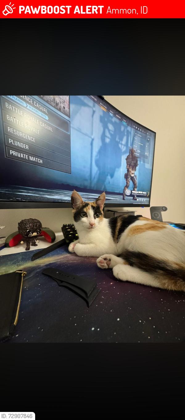 Lost Female Cat last seen Walmart, Ammon, ID 83406
