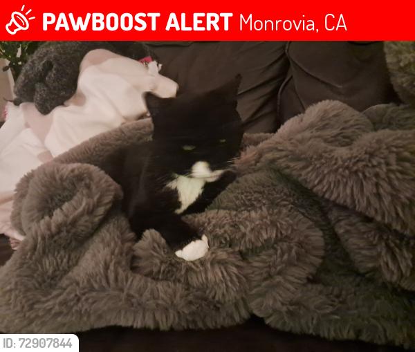 Lost Female Cat last seen Between Shamrock and Mountain, on E Lime Ave. , Monrovia, CA 91016