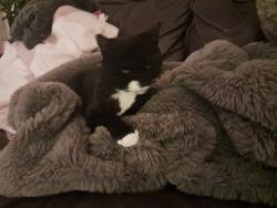 Lost Female Cat last seen Between Shamrock and Mountain, on E Lime Ave. , Monrovia, CA 91016