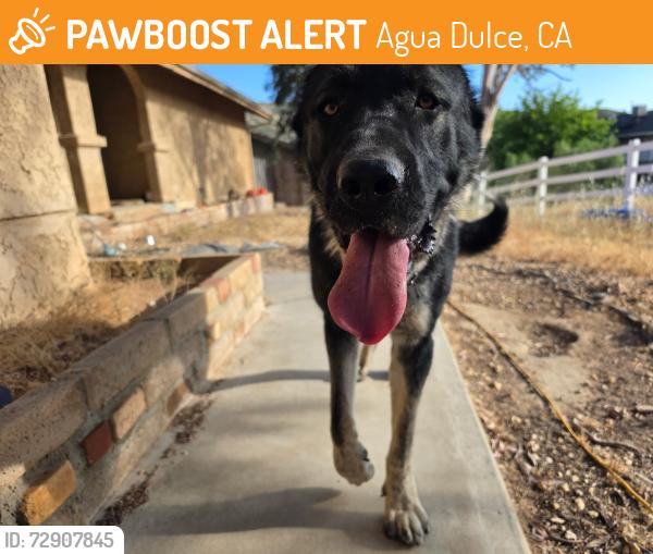 Found/Stray Male Dog last seen Agua Dulce canyon rd & Sierra hwy, Agua Dulce, CA 91390