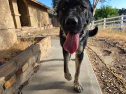 Found/Stray Male Dog last seen Agua Dulce canyon rd & Sierra hwy, Agua Dulce, CA 91390