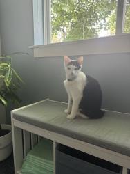 Lost Female Cat last seen Berry hill shopping center parking lot, Oregon City, OR 97045