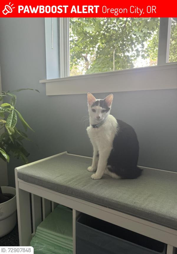 Lost Female Cat last seen Berry hill shopping center parking lot, Oregon City, OR 97045