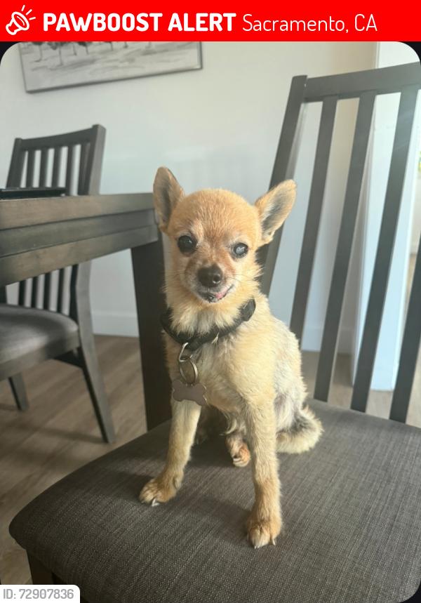 Lost Male Dog last seen 6th parkway , Sacramento, CA 95823