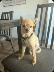 Lost Male Dog last seen 6th parkway , Sacramento, CA 95823