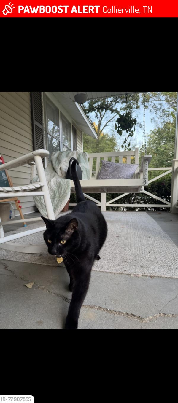 Lost Male Cat last seen Near north rowlett st, Collierville, TN 38017