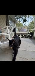 Lost Male Cat last seen Near north rowlett st, Collierville, TN 38017