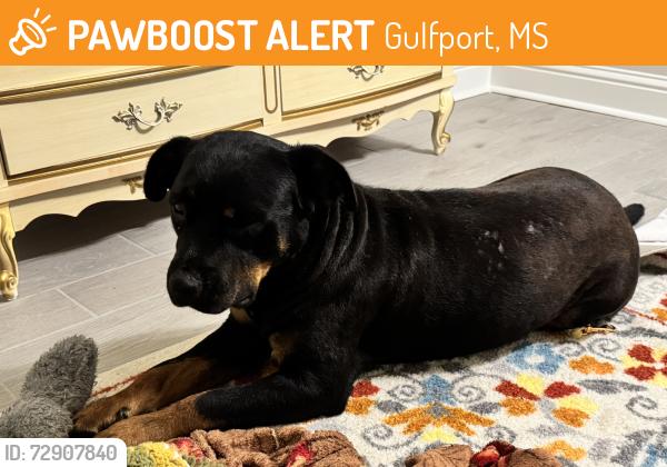 Found/Stray Female Dog last seen Three rivers road and Rene ave, Gulfport, MS 39503