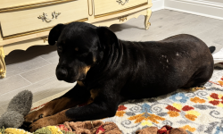 Found/Stray Female Dog last seen Three rivers road and Rene ave, Gulfport, MS 39503