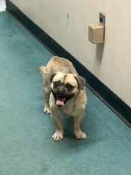 Found/Stray Male Dog last seen Reid park, Tucson, AZ 85711
