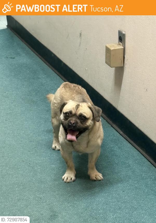 Found/Stray Male Dog last seen Reid park, Tucson, AZ 85711