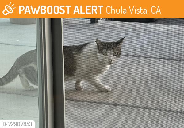 Found/Stray Unknown Cat last seen Oxford And Broadway , Chula Vista, CA 91911