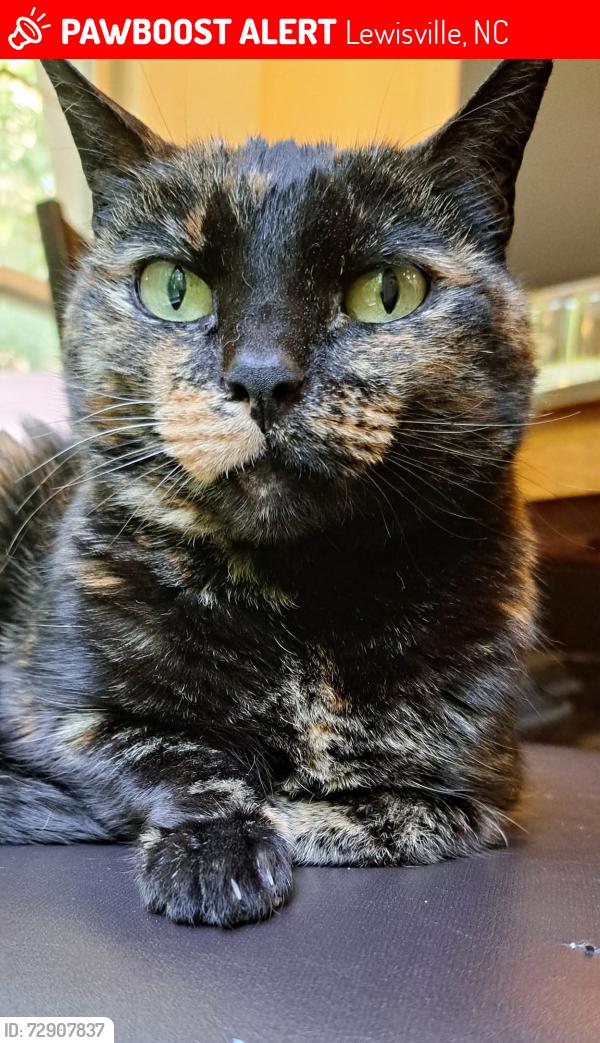 Lost Female Cat last seen Shallowford Rd and Bradford Place Ln., Lewisville, NC 27023