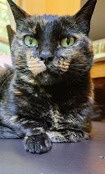Lost Female Cat last seen Shallowford Rd and Bradford Place Ln., Lewisville, NC 27023